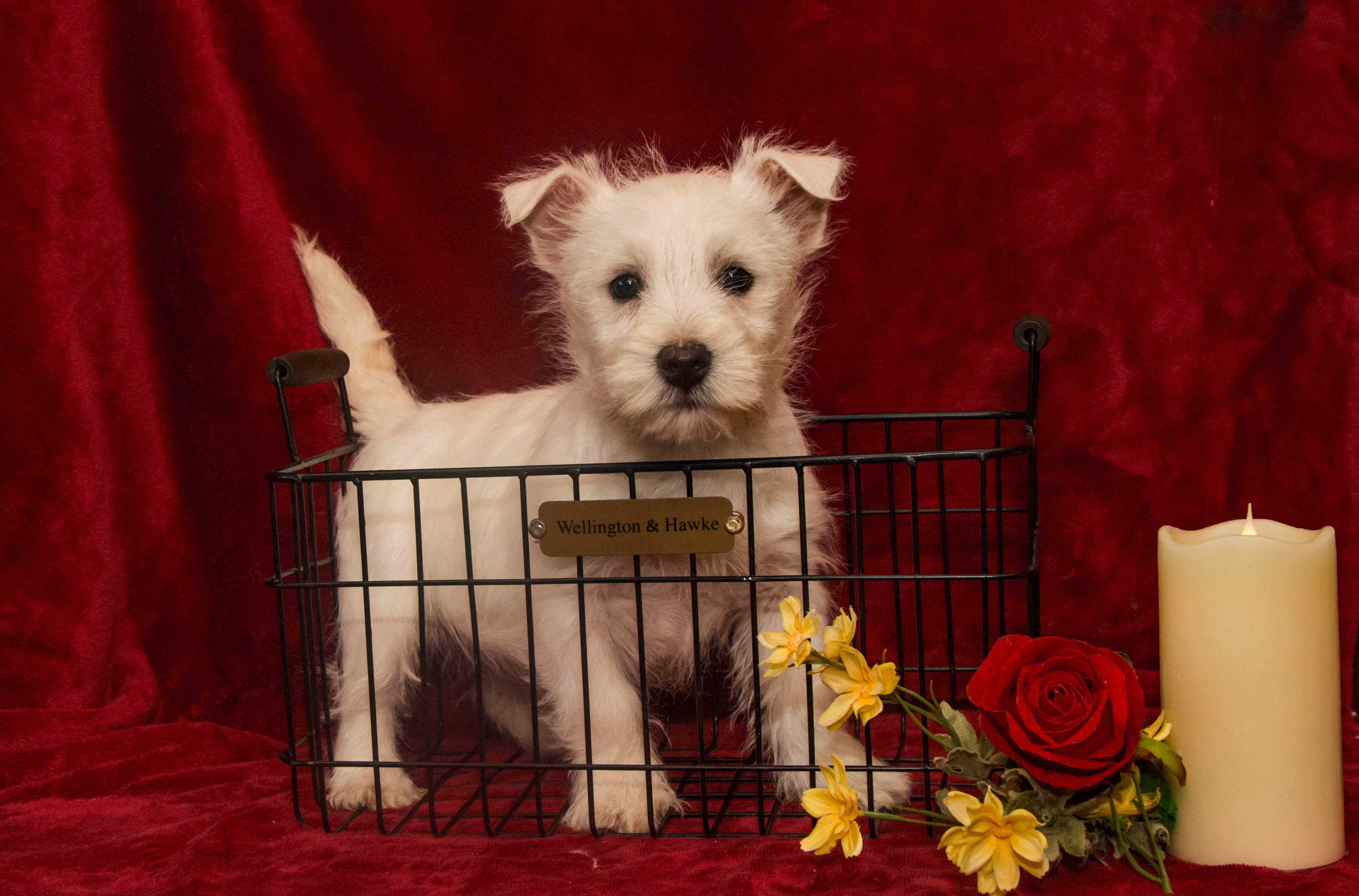 puppy, for, sale, West Highland White Terrier, Amos B. King, dog, breeder, Romney, WV, dog-breeder, puppy-for-sale, forsale, nearby, find, puppyfind, locator, puppylocator, aca